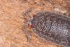 Porcellio scaber